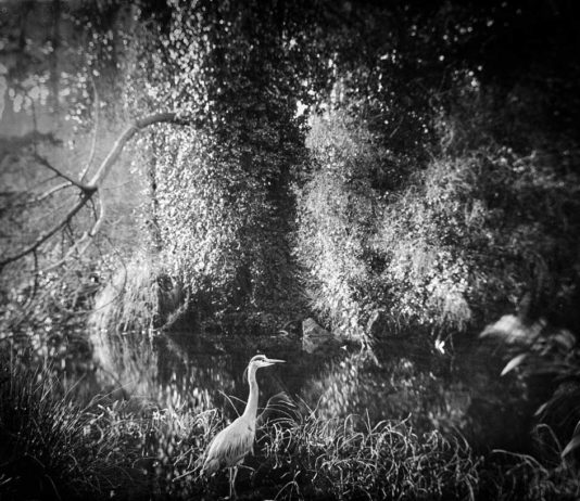 Local artist, teacher opens solo show at Cura Contemporary