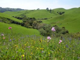 Open Space Trust Buys 2500 Acres