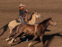 Gilroy Rodeo draws record crowds