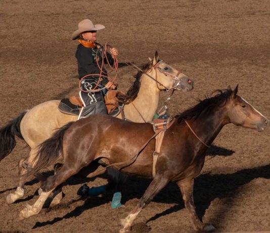 Gilroy Rodeo draws record crowds
