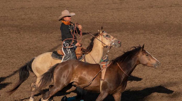 Gilroy Rodeo draws record crowds