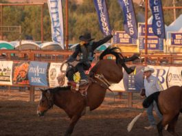 Gilroy Rodeo horse death sparks concerns, questions