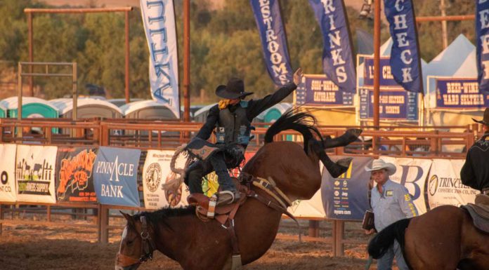Gilroy Rodeo horse death sparks concerns, questions