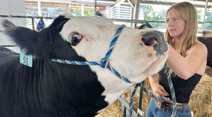 South County locals compete in Watsonville fair