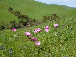 Amah Mutsun Tribal Band acquires ancestral propertyÂ