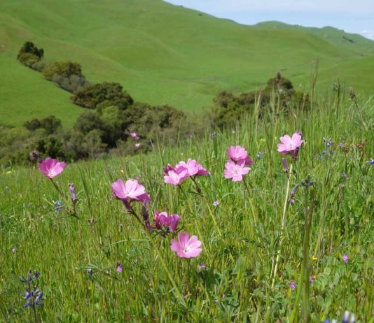 Amah Mutsun Tribal Band acquires ancestral property