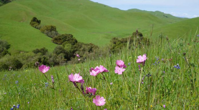 Amah Mutsun Tribal Band acquires ancestral propertyÂ