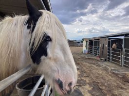 County revisits land use proposal that said horses are not livestock