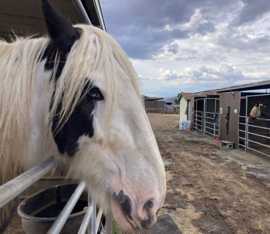 County revisits land use proposal that said horses are not livestock