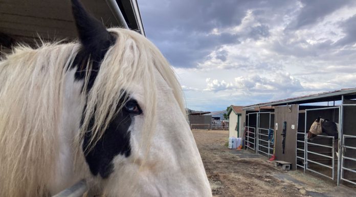County revisits land use proposal that said horses are not livestock
