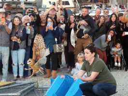 Owl release draws huge crowd