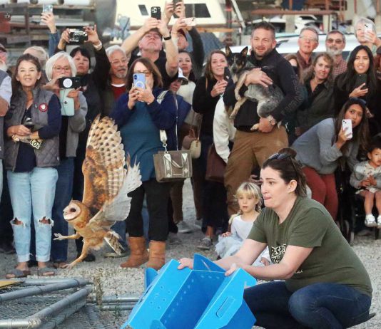 Owl release draws huge crowd