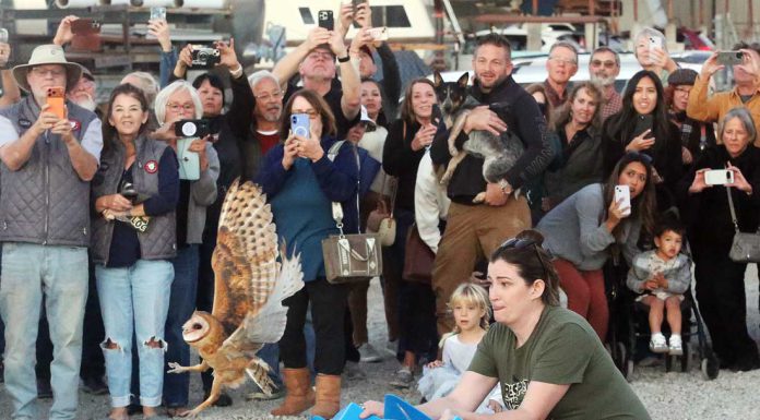 Owl release draws huge crowd