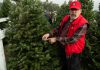‘Tis the season at South County’s Battaglia Ranch