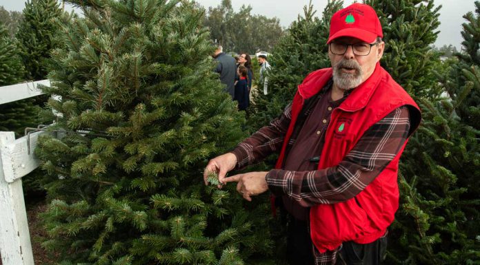 ‘Tis the season at South County’s Battaglia Ranch