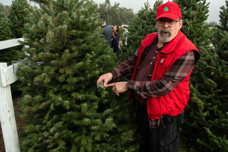 ‘Tis the season at South County’s Battaglia Ranch