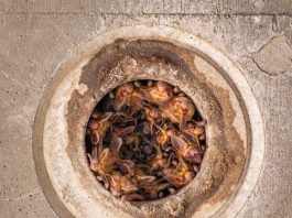 Morgan Hill teen wins national photography recognition