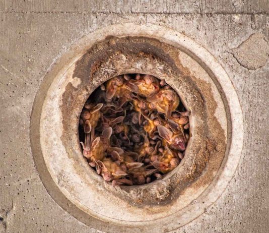 Morgan Hill teen wins national photography recognition