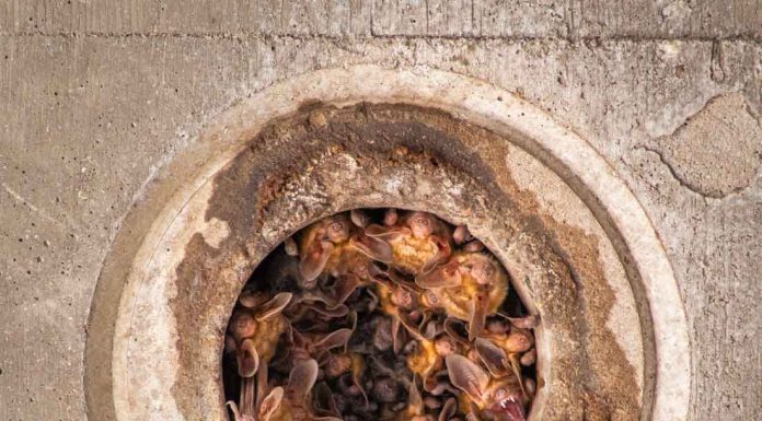 Morgan Hill teen wins national photography recognition