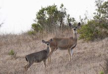 VTA approves design contract for Coyote Valley wildlife crossing