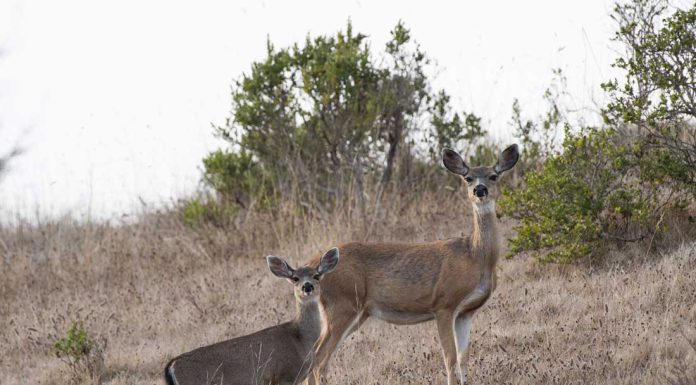 VTA approves design contract for Coyote Valley wildlife crossing
