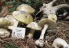 Doctors issue advisory over mushroom poisonings