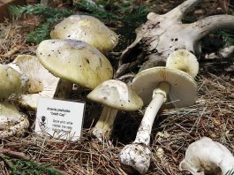 Doctors issue advisory over mushroom poisonings