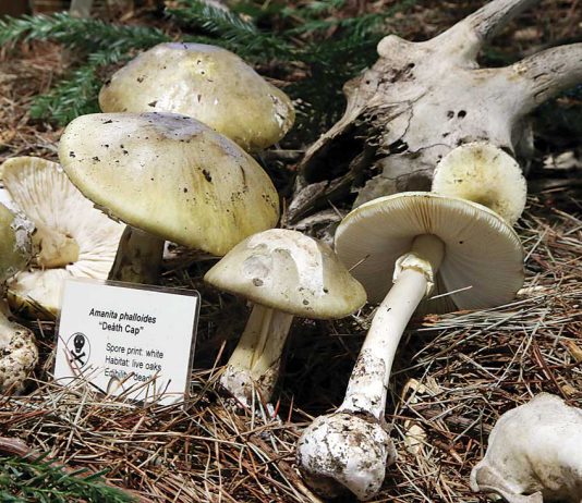 Doctors issue advisory over mushroom poisonings
