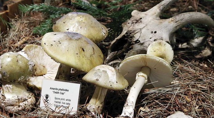 Doctors issue advisory over mushroom poisonings