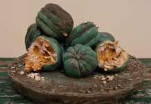 Gilroy artist opens exhibition at downtown Morgan Hill gallery