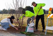 Trees for the future
