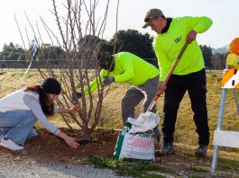 Trees for the future
