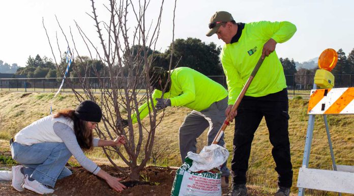 Trees for the future