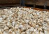 Bill would require U.S. to pay anti-dumping funds to Christopher Ranch christopher ranch garlic harvest season bulb