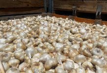 Bill would require U.S. to pay anti-dumping funds to Christopher Ranch christopher ranch garlic harvest season bulb