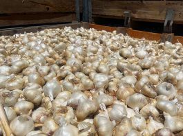 Bill would require U.S. to pay anti-dumping funds to Christopher Ranch christopher ranch garlic harvest season bulb