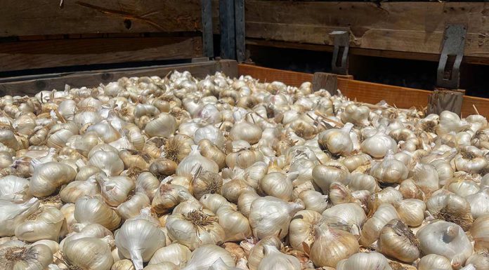 Bill would require U.S. to pay anti-dumping funds to Christopher Ranch christopher ranch garlic harvest season bulb