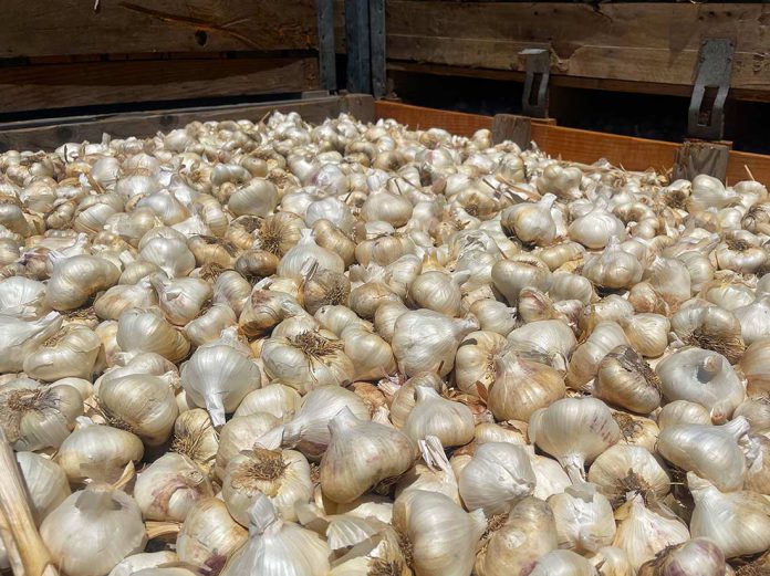christopher ranch garlic harvest season bulb