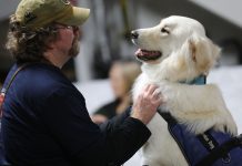 South Valley nonprofit marks 15 years saving people and dogs