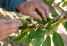 Cherry growers expect light crop due to weather challenges