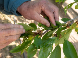 Cherry growers expect light crop due to weather challenges