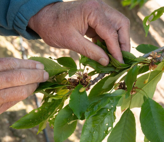 Cherry growers expect light crop due to weather challenges