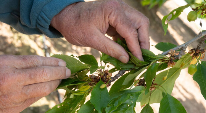 Cherry growers expect light crop due to weather challenges