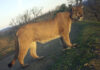 Research says local mountain lions are under threat
