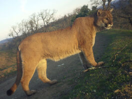 Research says local mountain lions are under threat