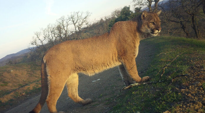 Research says local mountain lions are under threatÂ