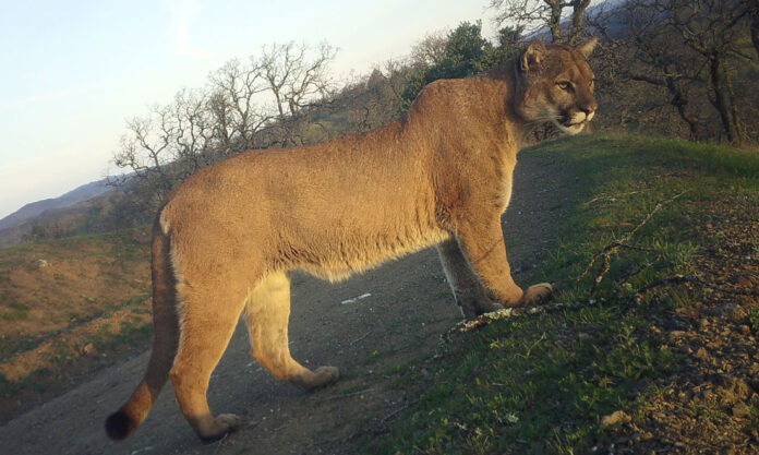 Mountain lion