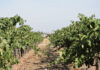 Santa Clara County begins to collect recalled Costco grapevines