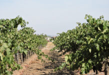 Santa Clara County begins to collect recalled Costco grapevines