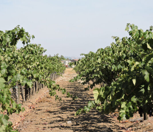 Santa Clara County begins to collect recalled Costco grapevinesÂ